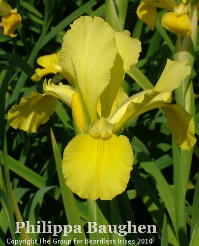 Philippa Baughen (8)